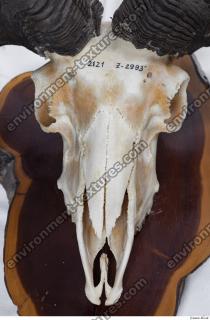 Photo Textures of Mouflon Skull 